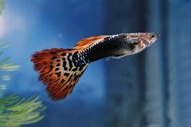 This image can not be shown.